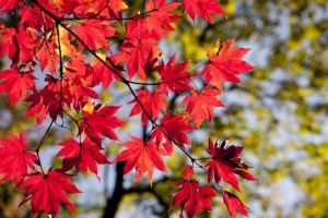 Herbst - Glücksdetektiv