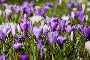 Frühling - Glücksdetektiv